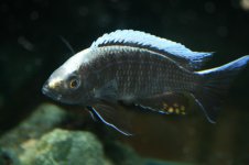 Copadichromis ilesi nkanda.jpg