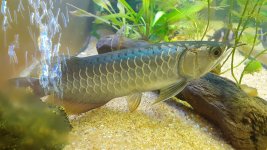Arowana.jpg