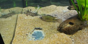 Tilapia_1.jpg