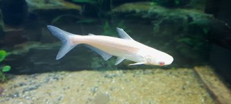 Pangasius sutchi_0.jpg