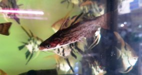 Cat Fish_1.jpg