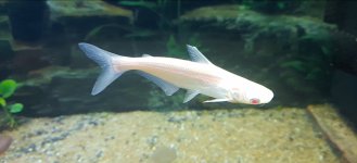 Pangasius suthci.jpg