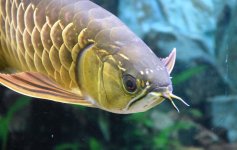 Arowana_1.JPG