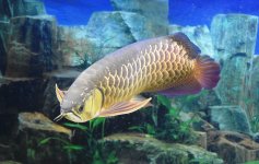 Arowana_2.JPG