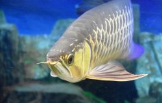 Arowana_3.JPG
