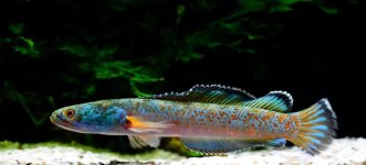 Channa aristonei_01.jpg