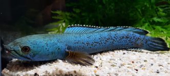 Channa aristonei_03.jpg