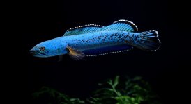 Channa aristonei_06.jpg