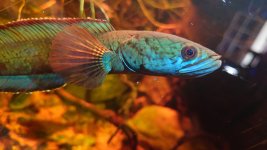 Channa aristonei_08.jpg
