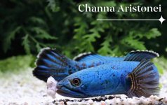 Channa aristonei_09.jpg