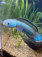 Channa aristonei_12.jpg