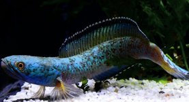 Channa aristonei_13.jpg