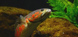 Channa asiatica.jpg
