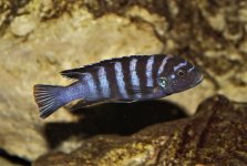 Cynotilapia Zebroides Minos Reef.jpg