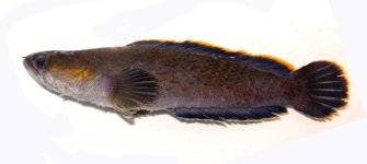 Channa Ninhbinhensis.jpg Channa Ninhbinhensis.jpg