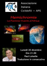 loiselle_hemichromis.jpg loiselle_hemichromis.jpg
