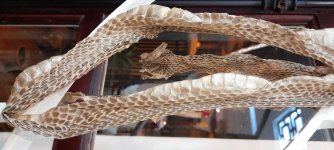 Snake skin - SM.jpg