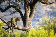 Leopardo RID.jpg