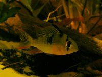 Mikrogeophagua alti Deluca 3.jpg