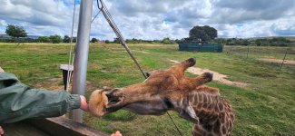 Giraffa_A.jpg