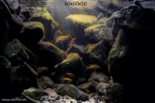 Intermediate_rocky_habitat_in_Bulu_Point_East_coast_of_Lake_Tanganyika_Tanzania_1.jpg