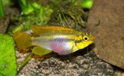 Leoni Pelvicachromis.jpg Leoni Pelvicachromis.jpg
