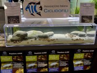 Vasca PetsFestival 2025.jpg