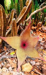 Stapelia gigantea3.webp