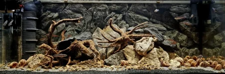 Acquario Tanganica avviato.webp Acquario Tanganica avviato.webp