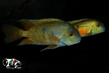 _MG_4976b.webp _MG_4976b.webp