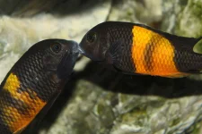 TROPHEUS BEMBA.webp TROPHEUS BEMBA.webp