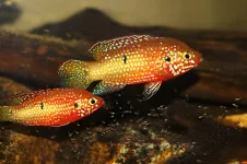 guttatus.webp guttatus.webp