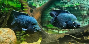 Paratilapia polleni.webp Paratilapia polleni.webp