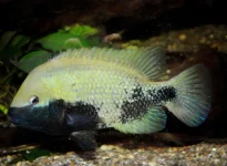 Herichthys labridens - Media Luna.webp Herichthys labridens - Media Luna.webp