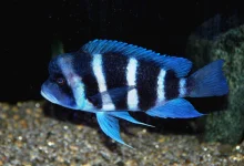 C. frontosa 'Blue Mpimbwe'.webp C. frontosa 'Blue Mpimbwe'.webp