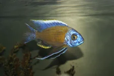 Copadichromis borleyi Namalenje.webp