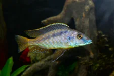 Mylochromis sp. lateristriga Mchuse.webp