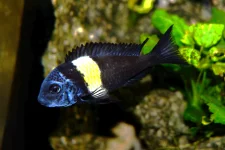Tropheus duboisi Maswa.webp