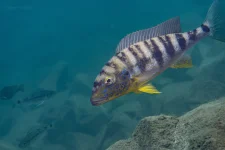 boulengerochromis kitango copy.webp