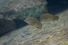 cyanostictus kaliesa copy.webp