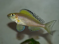 Xeno spilopterus Lyamembe F1 copy.webp