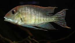 Geophagus pyrocephalus_Picciolo.webp