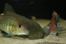 Geophagus pyrocephalus_Picciolo2.webp
