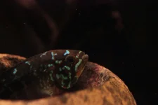 Ivanacara bimaculata_Picciolo.webp