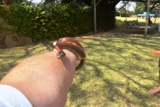 05 DSC_0039 - Brown house snake.webp