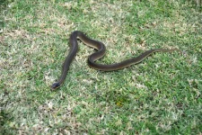06 DSC_0040 - Harold snake.webp
