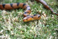 07 DSC_0048 - Eastern tiger snake.webp
