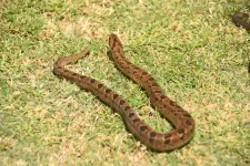 08 C_0052 - Puff Adder.webp