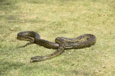 10 DSC_0070 - Southern african python.webp