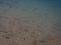 PC311030-1 Xenotilapia boulengeri Gombe occhi gialli.jpg